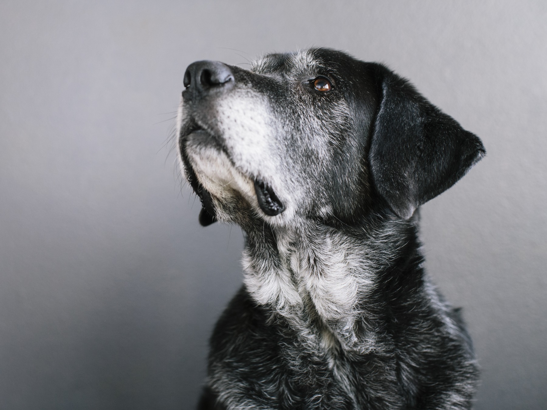 A dark-coated dog with a gray muzzle against a gray background.