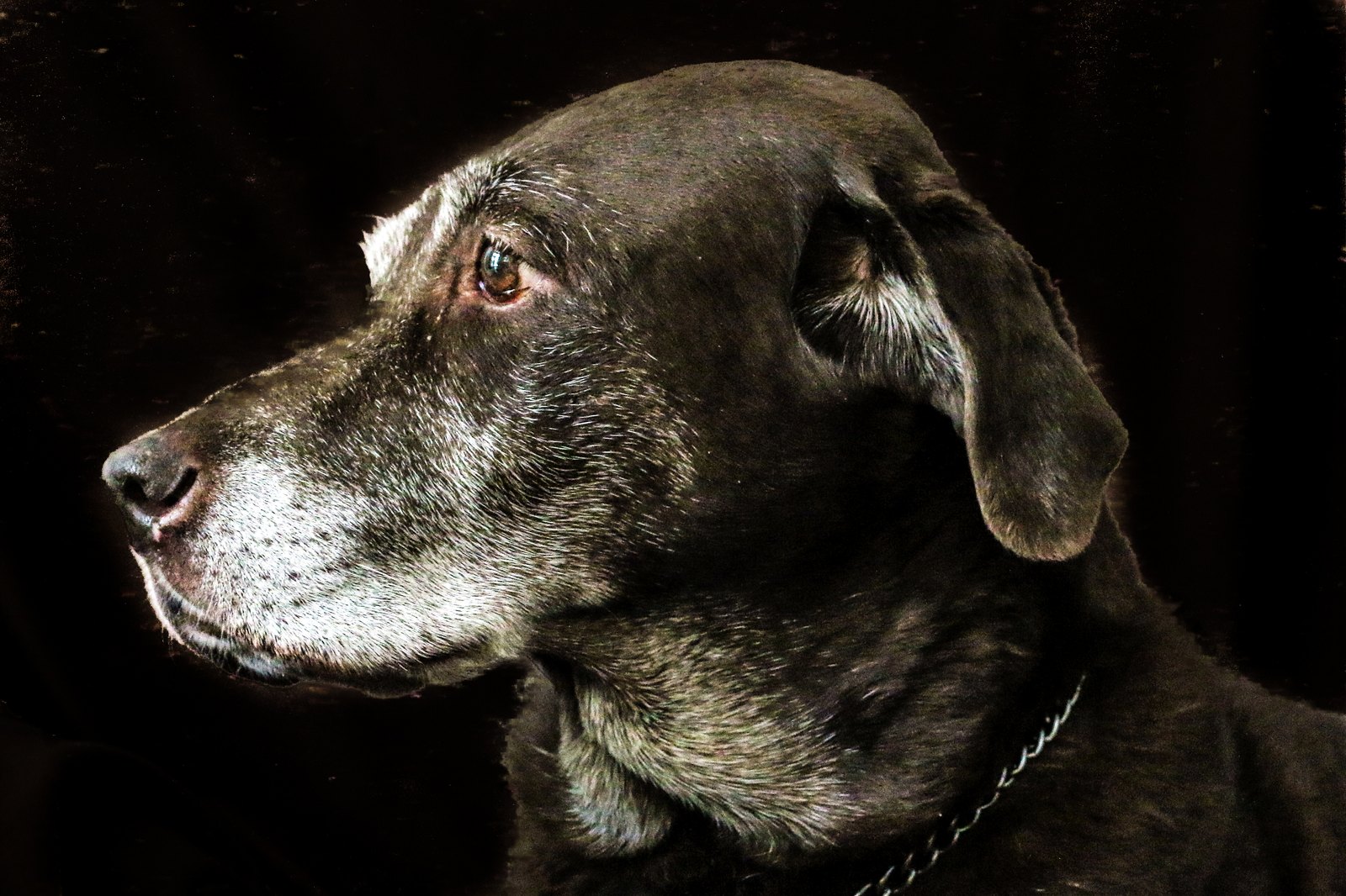 An older brown dog in close-up