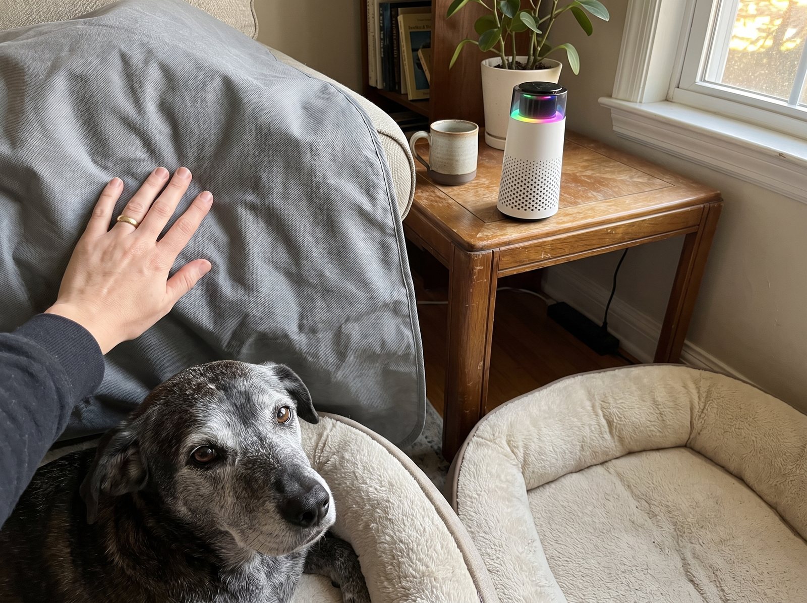 A hand smoothing a grey waterproof blanket over a sofa cushion, an older dog watching from a bolster bed and the Puppy Kind purifier on the end table.