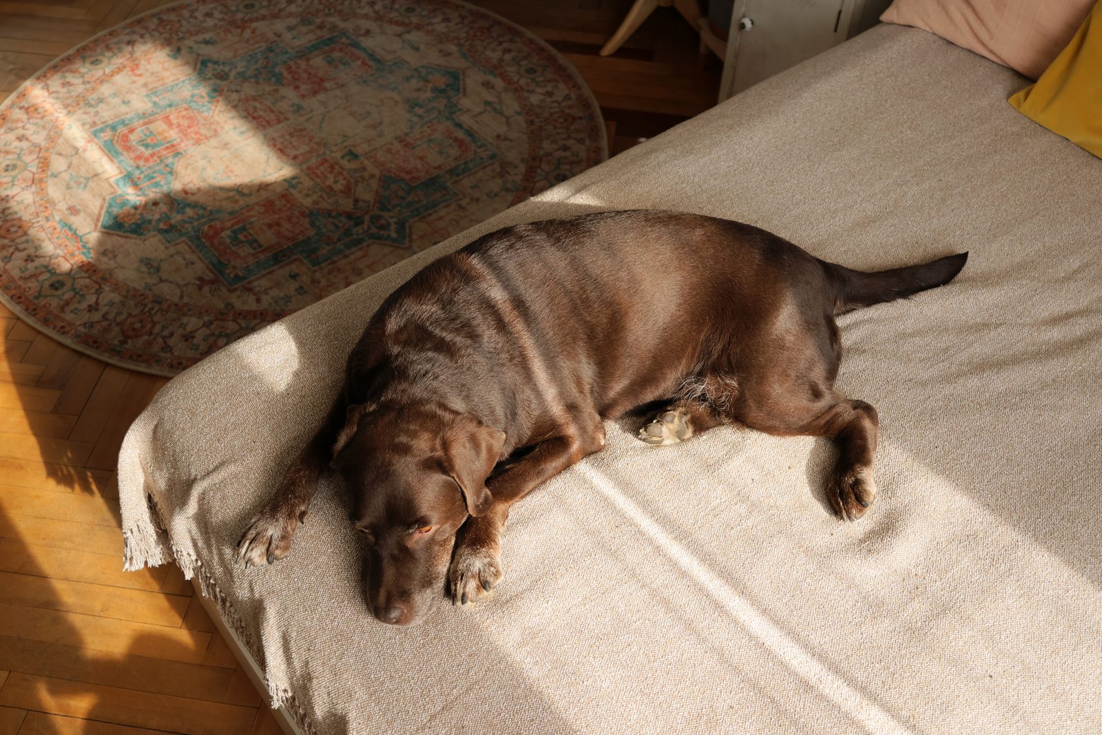 Brown short-coated dog asleep on a blanket-covered bed as afternoon sunlight falls across a quiet room