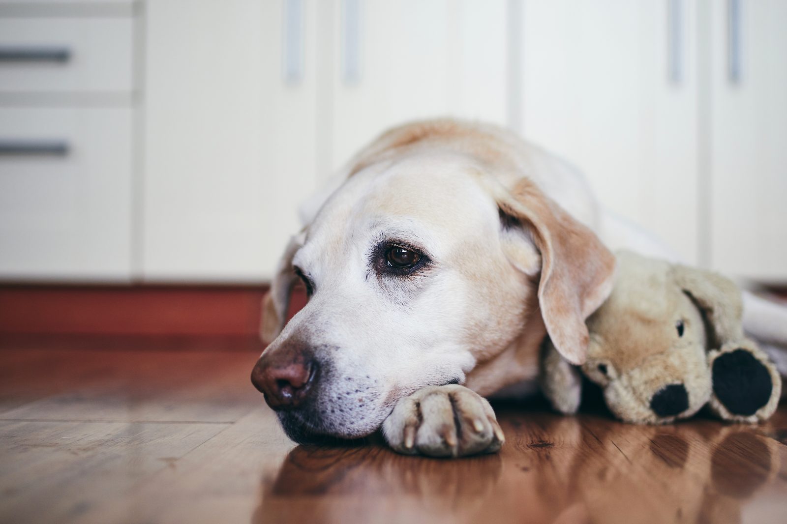 Older yellow Labrador with a pale muzzle resting its head on a wooden kitchen floor beside a plush toy