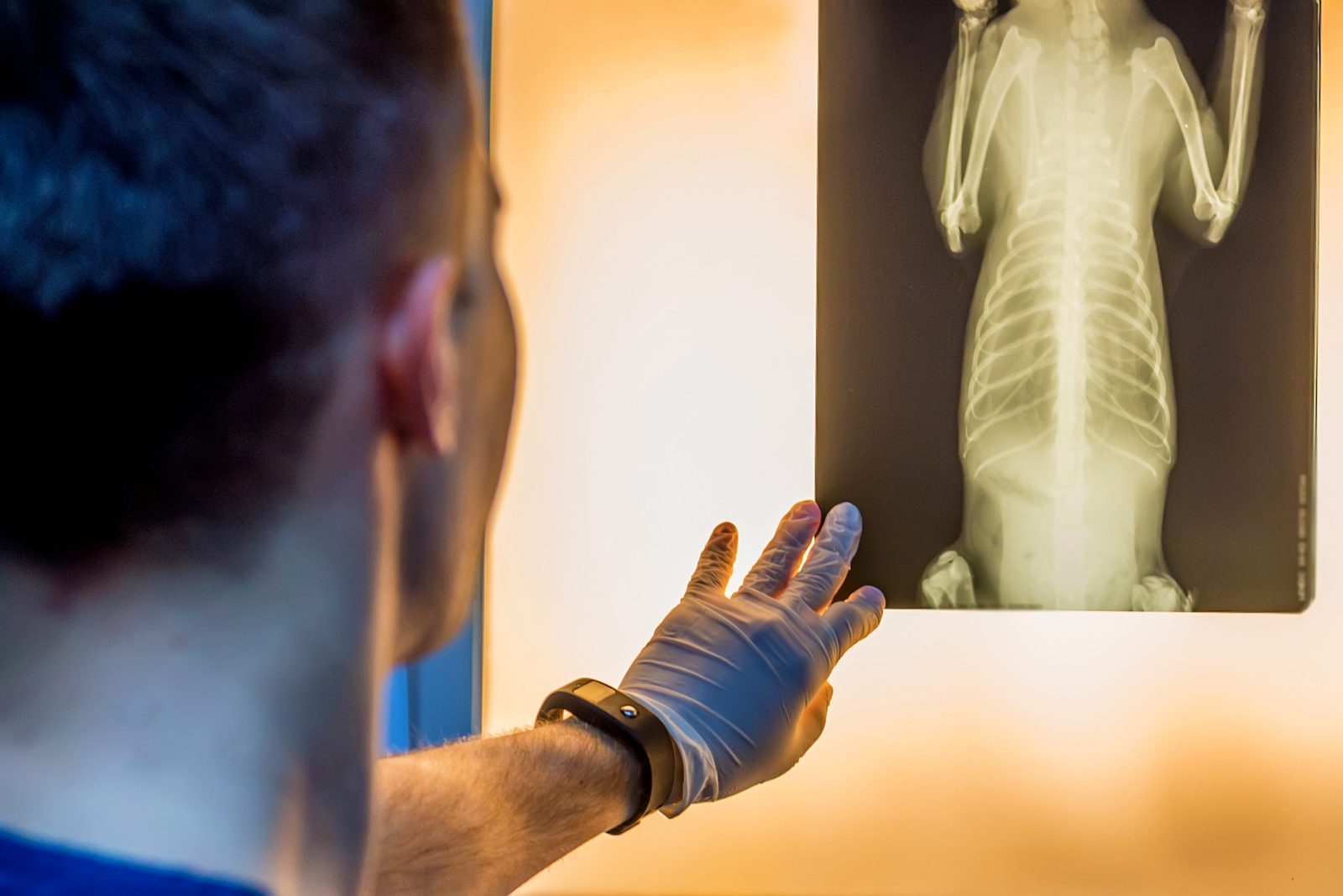 Veterinarian in blue gloves studying a canine radiograph held against a warmly lit viewing screen