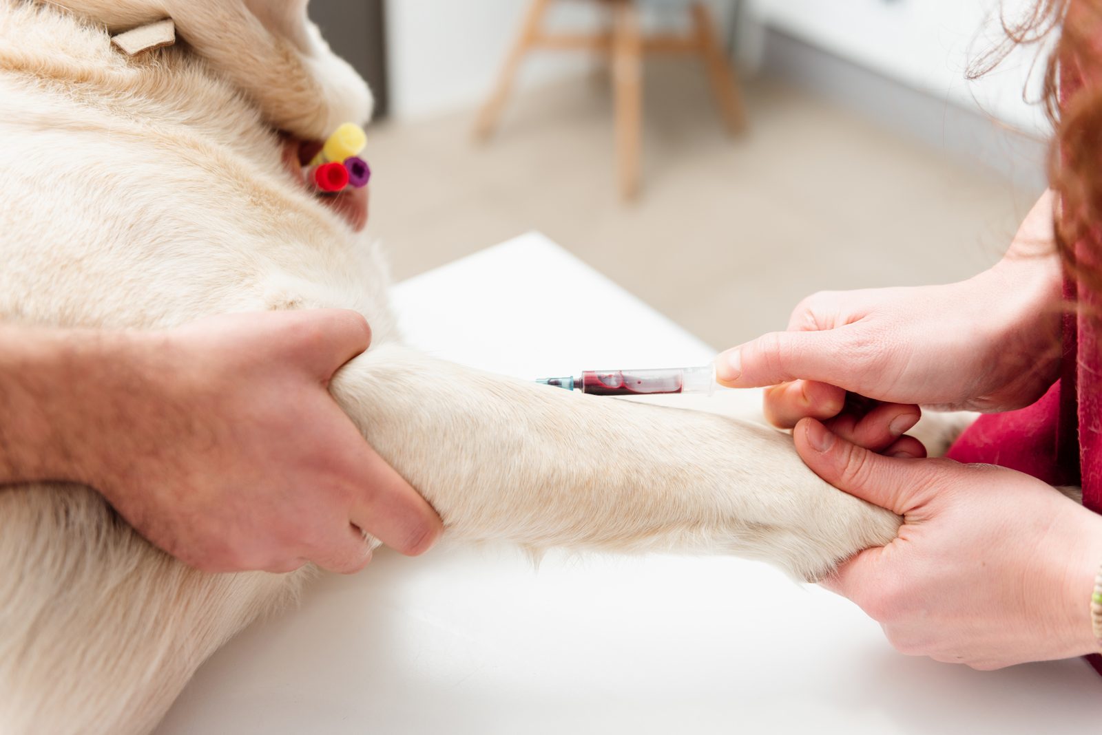 Two pairs of hands steady a pale Labrador's foreleg on a clinic table while a syringe draws a small blood sample.