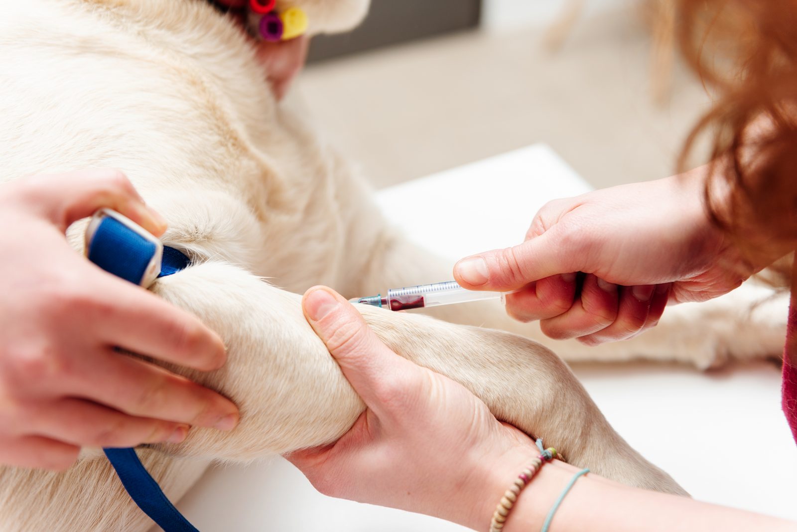 Two sets of hands steady a pale dog's foreleg while a syringe draws blood above a blue tourniquet.