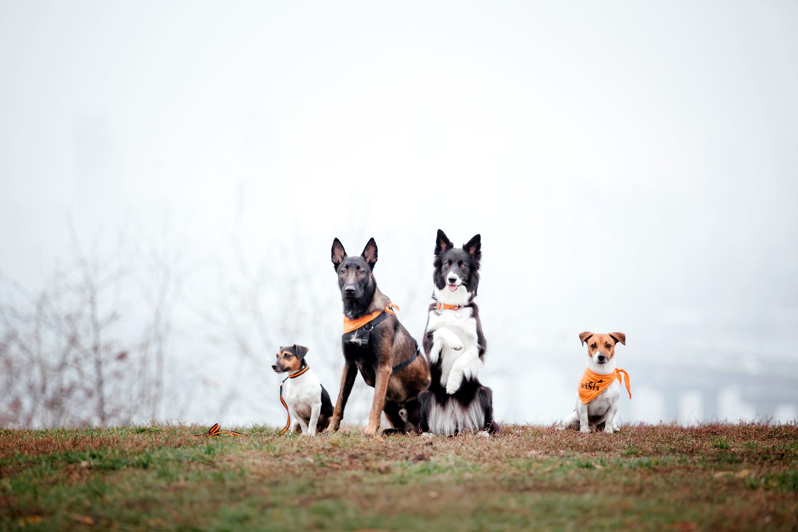 Four dogs of very different sizes and builds sit side by side on a grassy rise under a pale, foggy morning sky