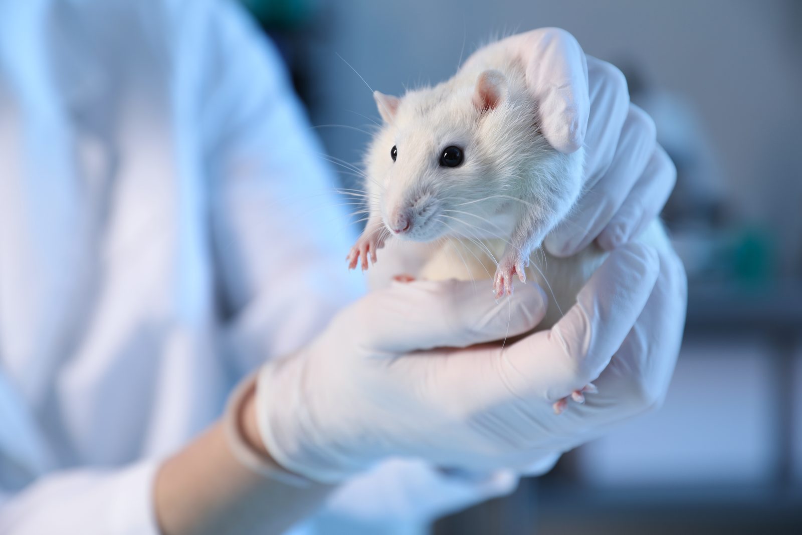 Gloved hands hold a white laboratory rat close to the camera, with a lab coat sleeve and a blurred blue laboratory behind it