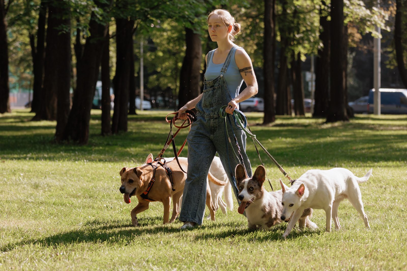 Woman in denim overalls walking four mixed breed dogs of different sizes and coats across a sunlit park lawn