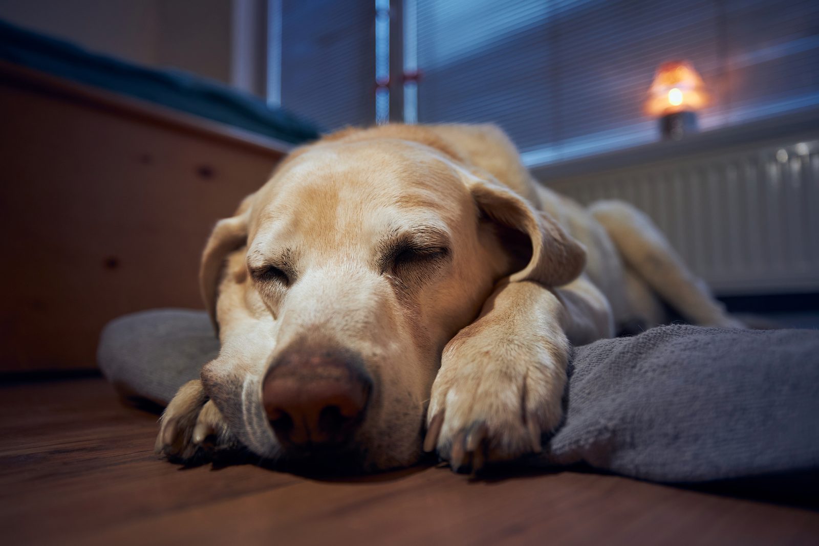 An old yellow Labrador retriever sleeps with its chin on its paws on a grey bed beside a window at home in the evening