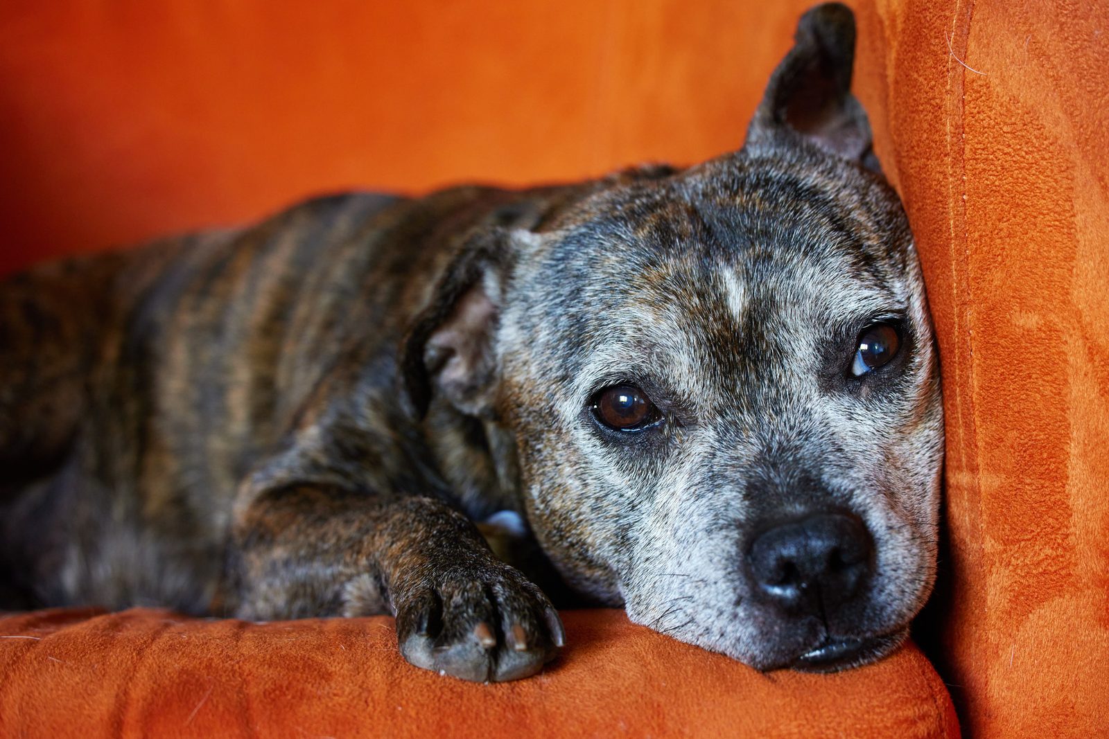 A brindle dog with a heavily grayed muzzle rests its head on the arm of an orange sofa, eyes open.
