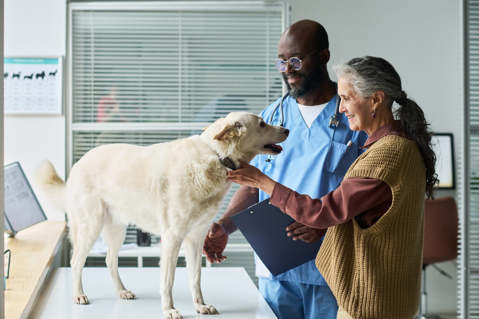 A veterinarian in blue scrubs talks with an older woman as her white dog stands on an exam table in a bright clinic room