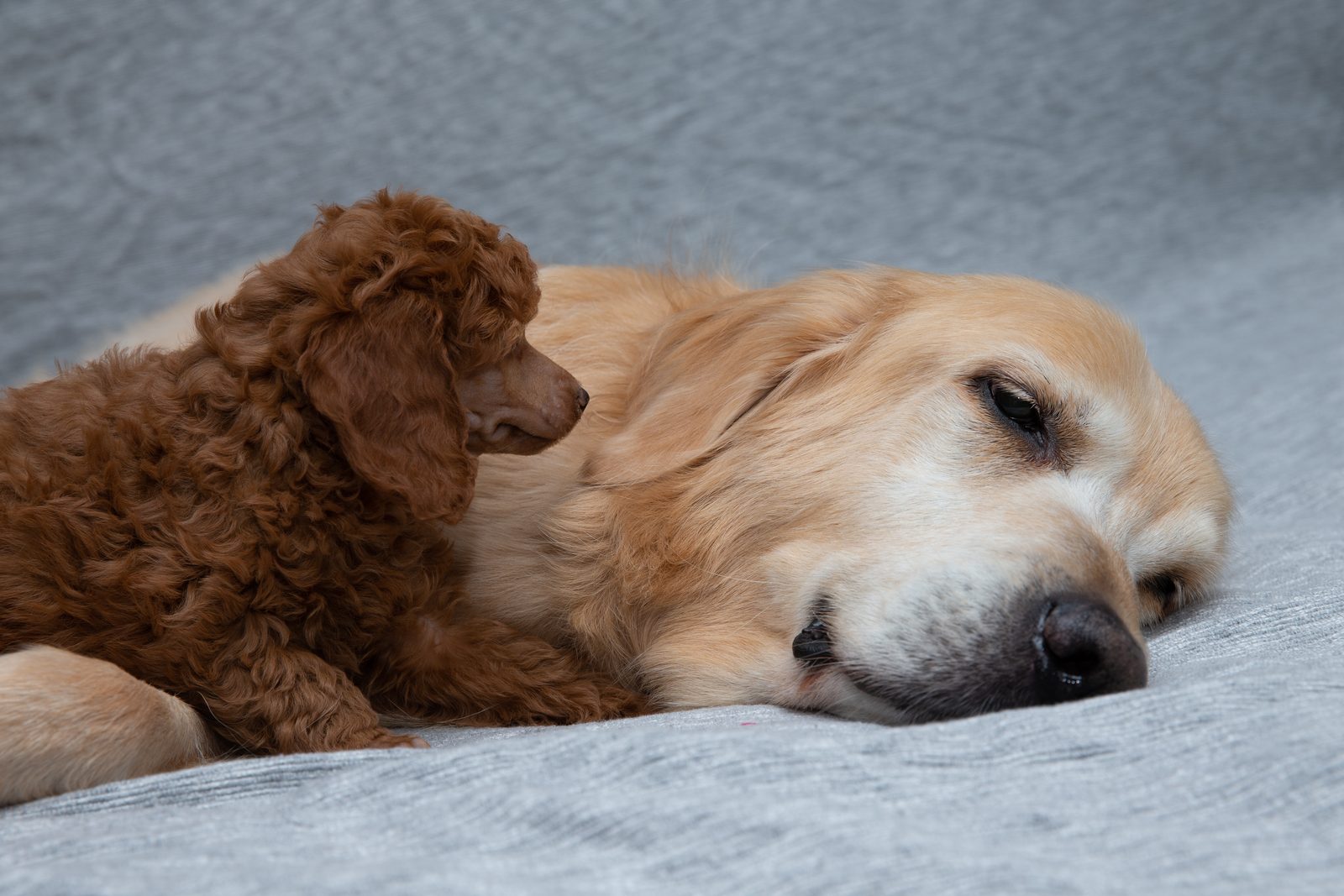 A red toy poodle puppy nestles against a sleeping golden retriever on a soft grey blanket