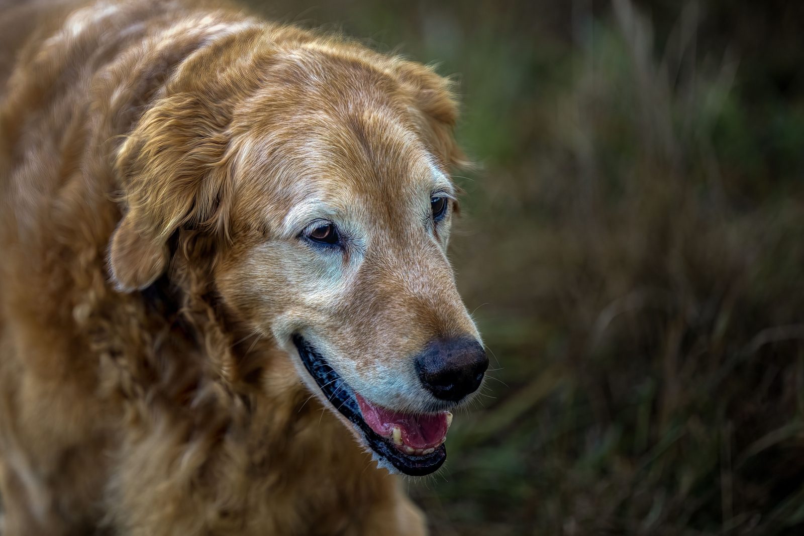 Senior golden retriever with a pale grey muzzle and faded face, mouth slightly open, against a blurred green meadow