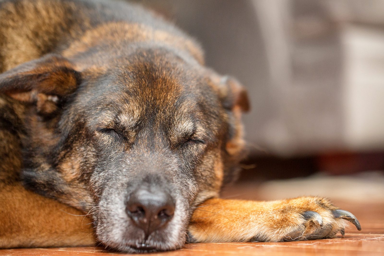 An old shepherd mix dog with a greying muzzle sleeps with its chin resting on its front paw on a warm wooden floor indoors