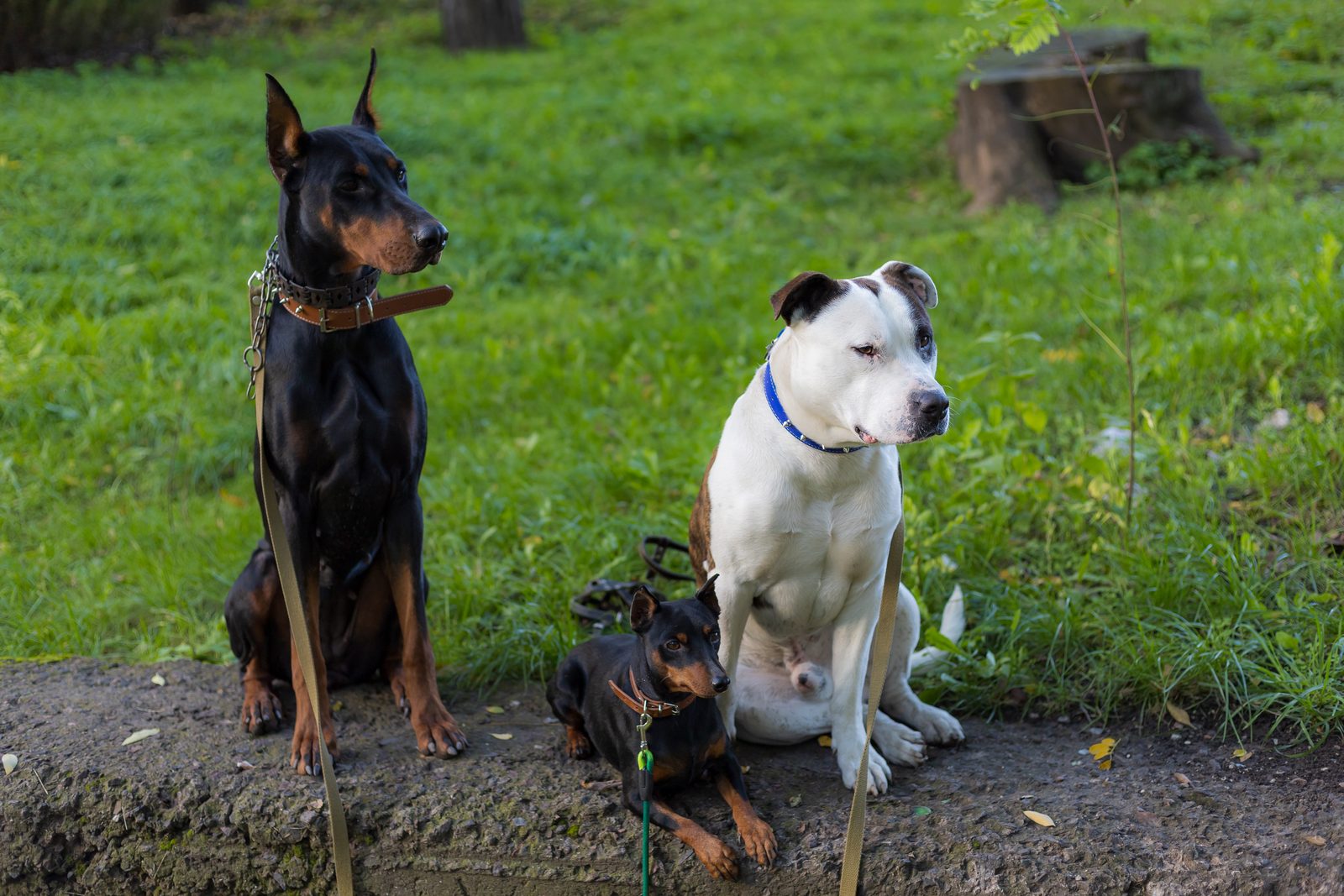 A Doberman, a white pit bull type dog and a small black and tan pinscher sit together on a grassy park path