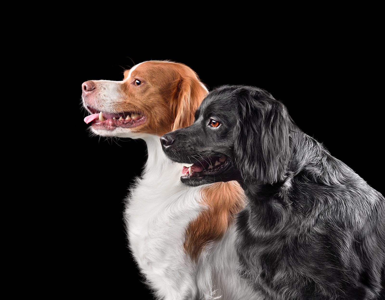 Two Brittany spaniels, one orange and white and one black roan, sit side by side in profile against a black backdrop