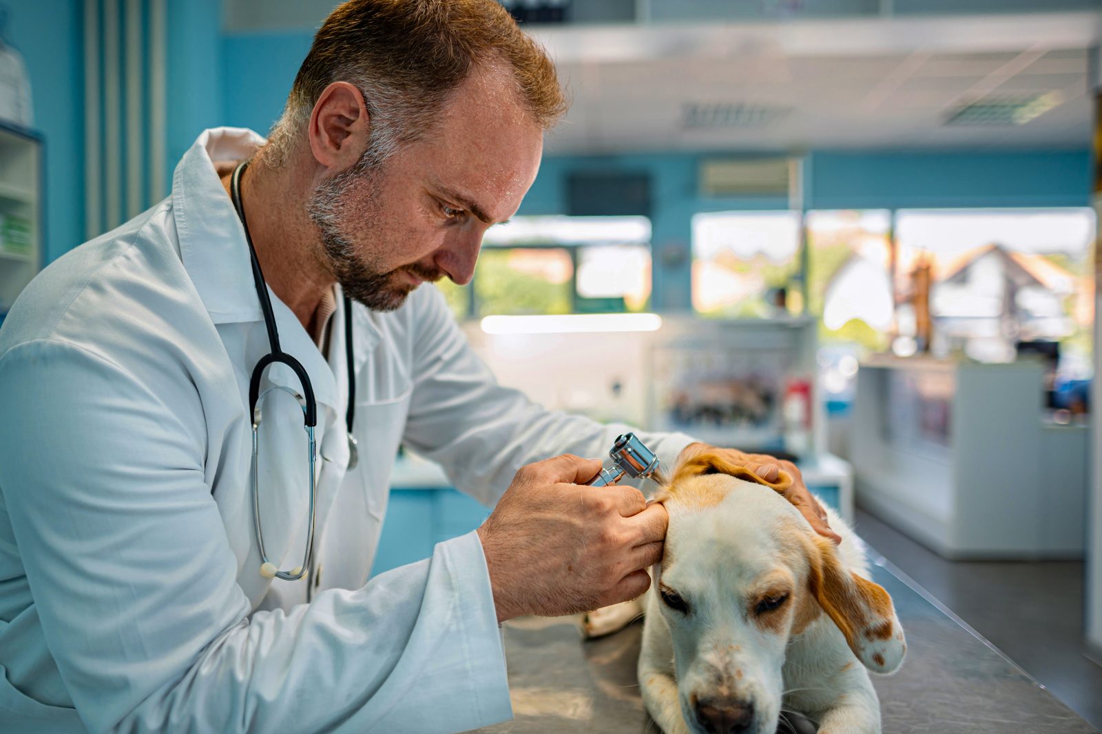 A veterinarian in a white coat checks a pale-faced beagle's ear with an otoscope on an exam table in a bright clinic