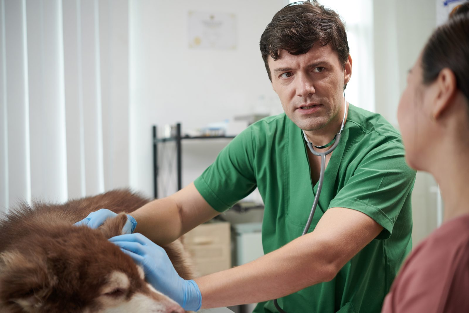 Veterinarian in green scrubs and blue gloves examines a large red and white dog while talking with its owner