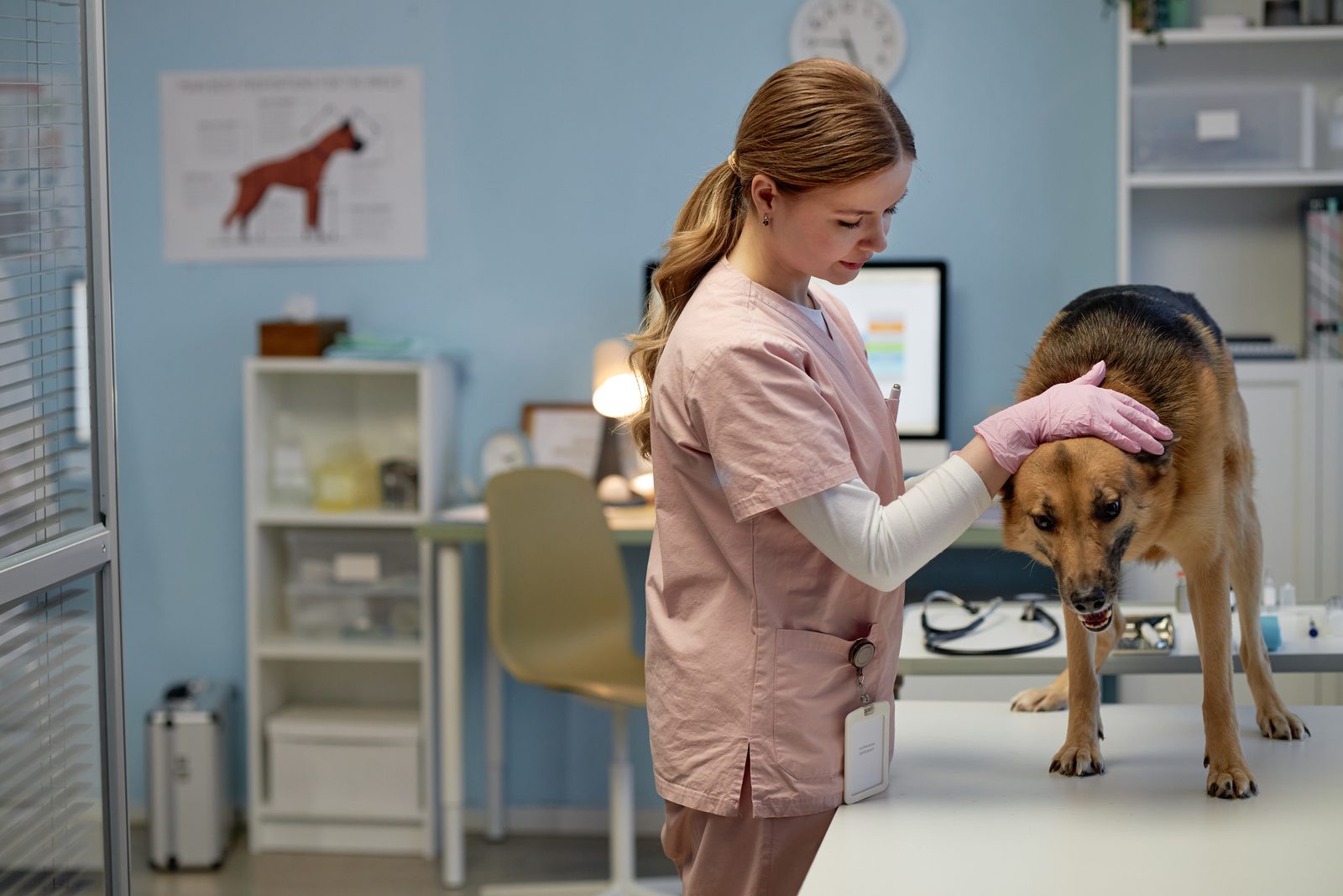 A veterinarian in pink scrubs and gloves examines a German Shepherd standing on an exam table in a blue clinic room.