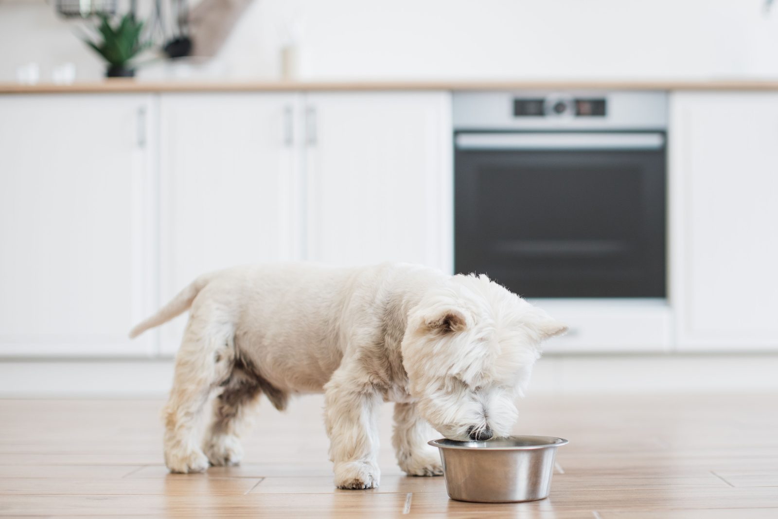Small white West Highland terrier sniffing food in a steel bowl on a wooden floor in a bright white kitchen